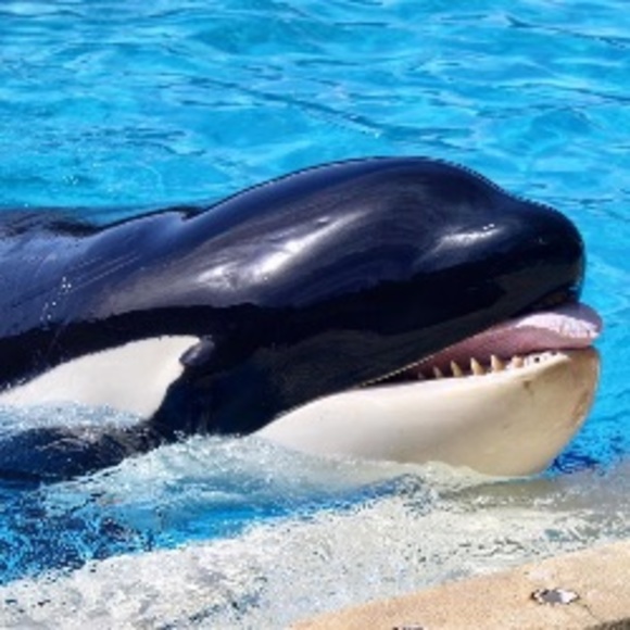 Meet your Posher, Robby - Picture 1 of 1